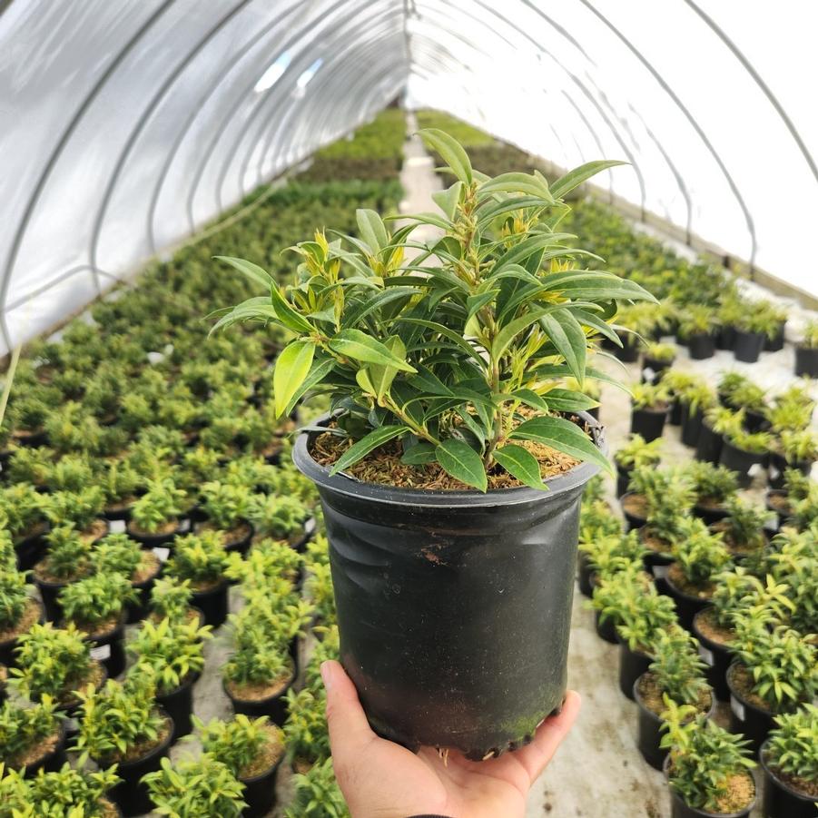 Sarcococca hookeriana var. humilis