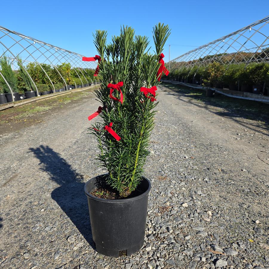 Cephalotaxus harringtonia 'Fastigiata'