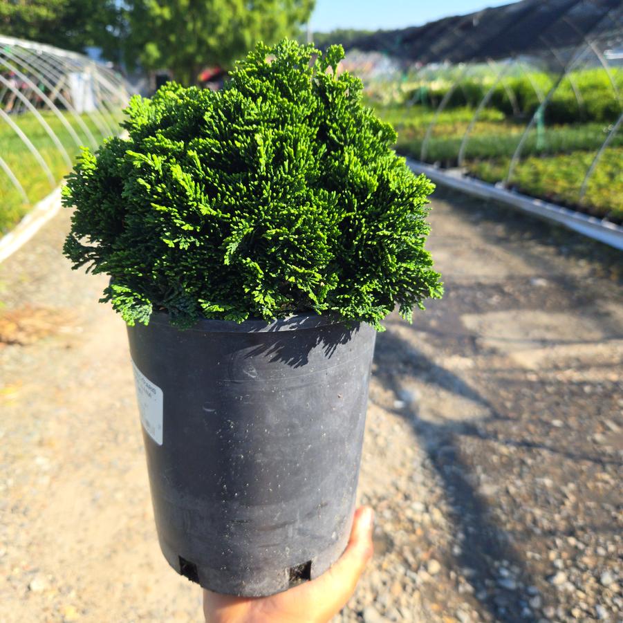 Chamaecyparis obtusa Nana