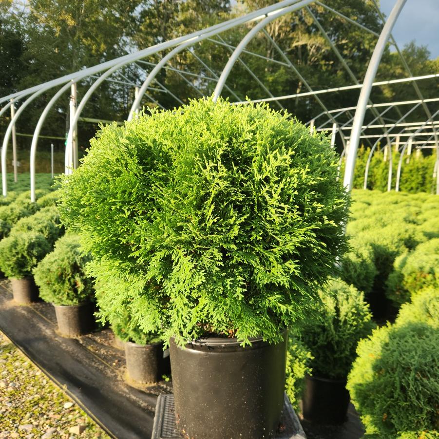 Thuja occindentalis Hetz Midget