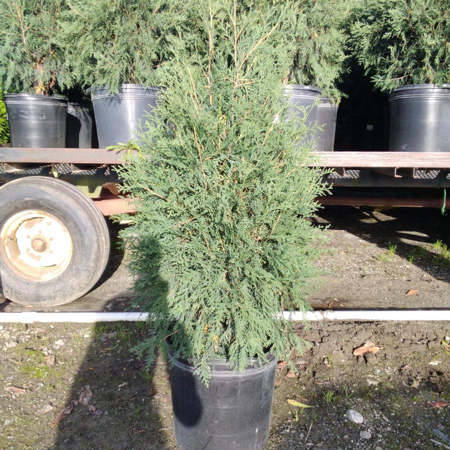 Thuja occindentalis Techny