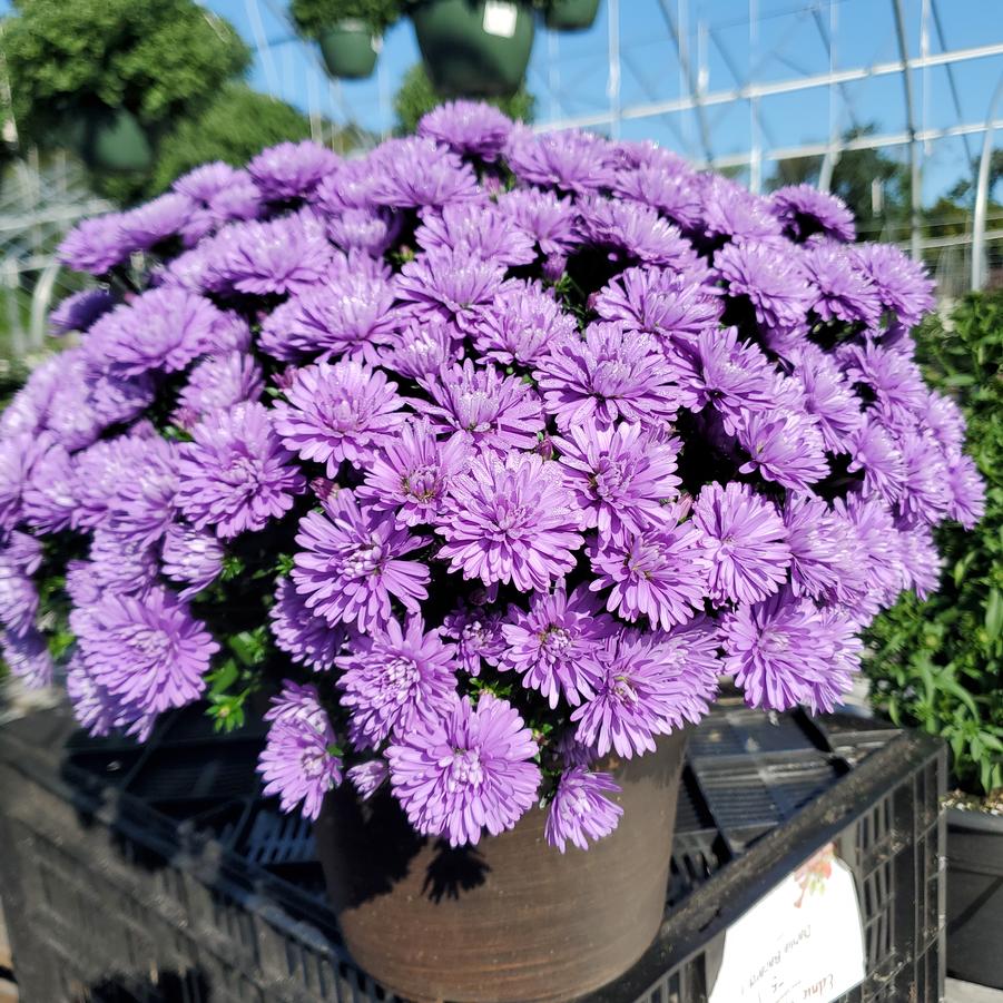 Aster novi-belgii Henry™ I Blue