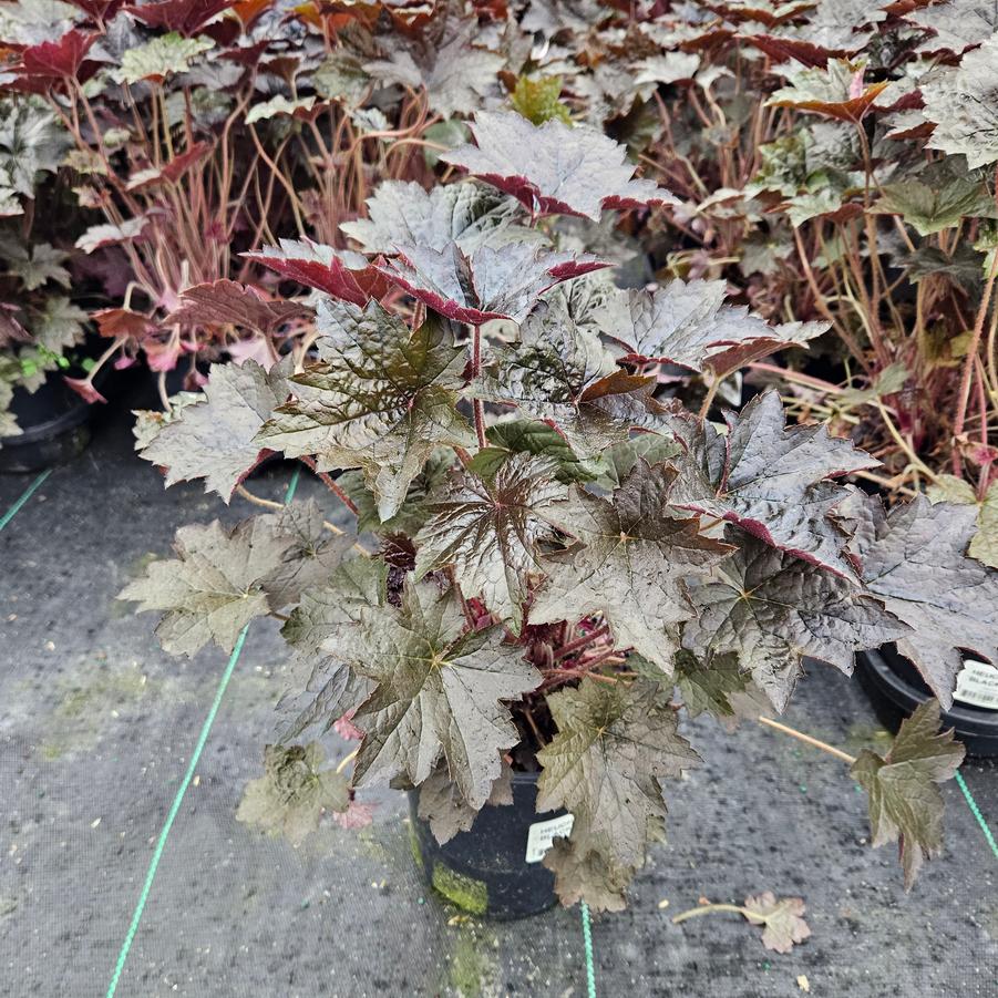 Heuchera villosa 'Blackout'