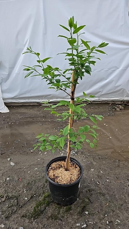 Diospyros virginiana 