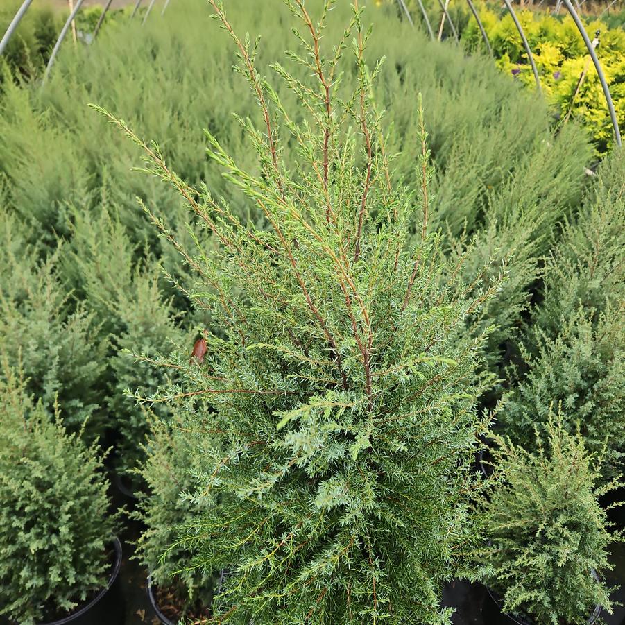 Juniperus communis Gnom