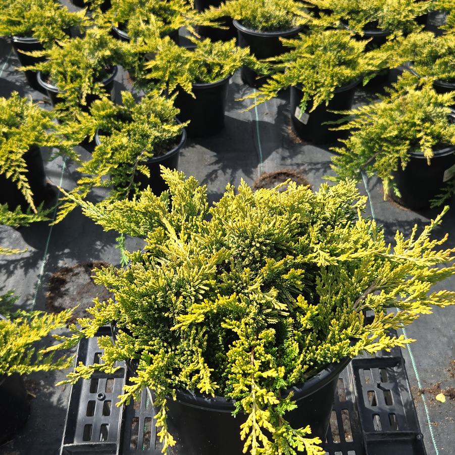 Juniperus horizontalis Golden Carpet