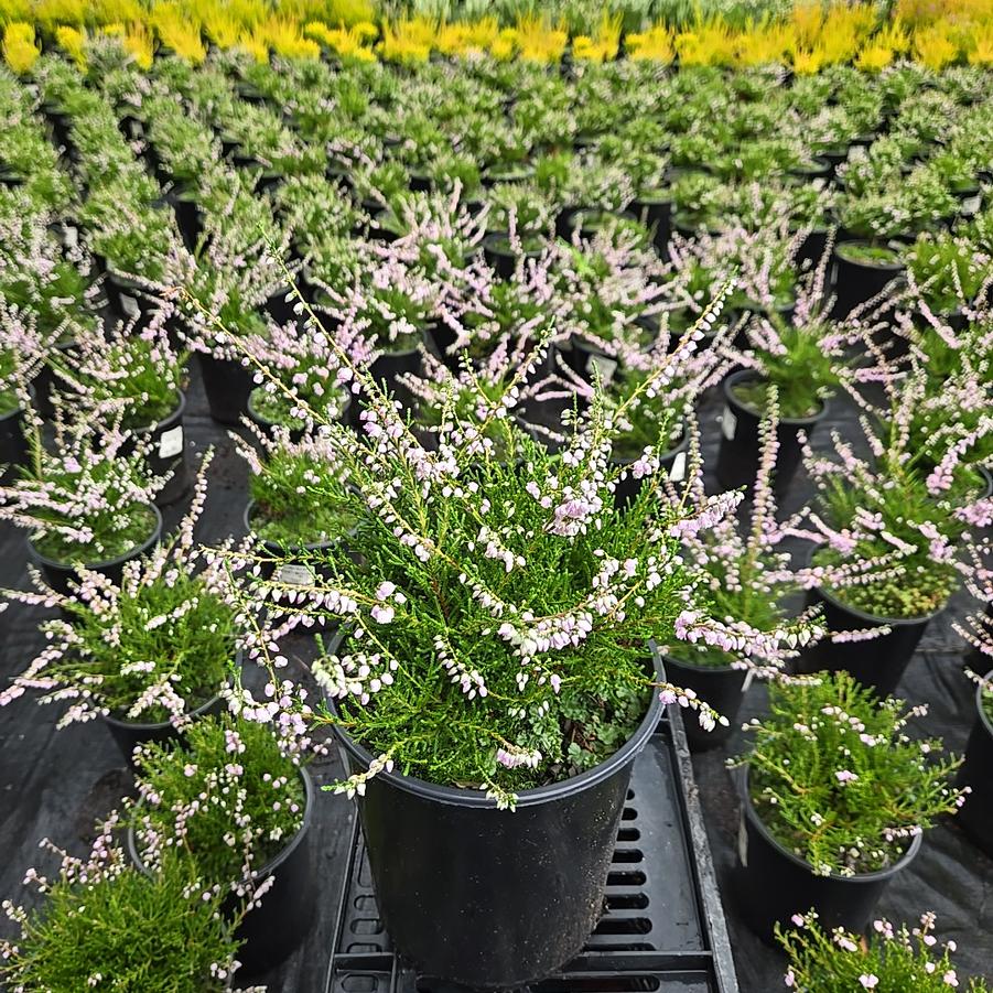 Calluna vulgaris County Wicklow