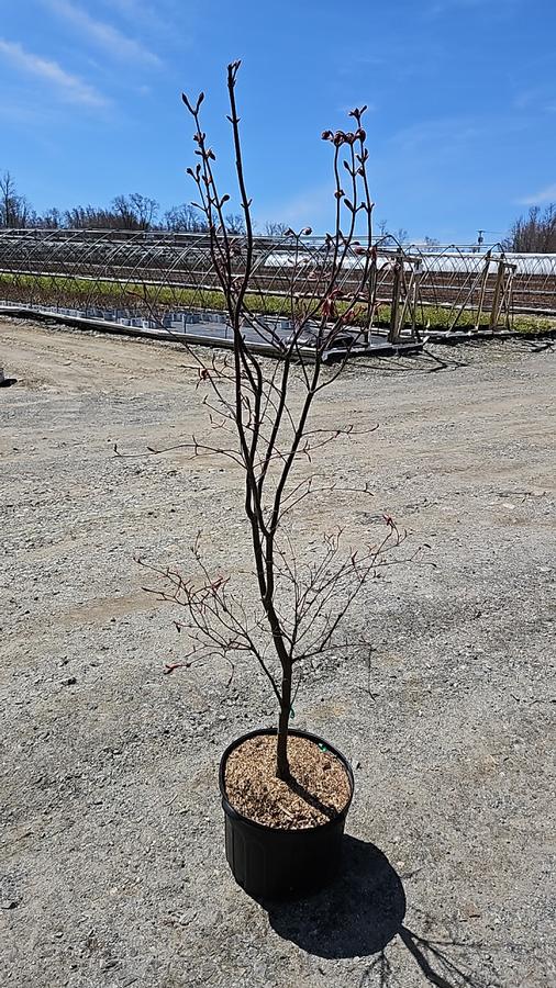 Acer palmatum 'Bloodgood'