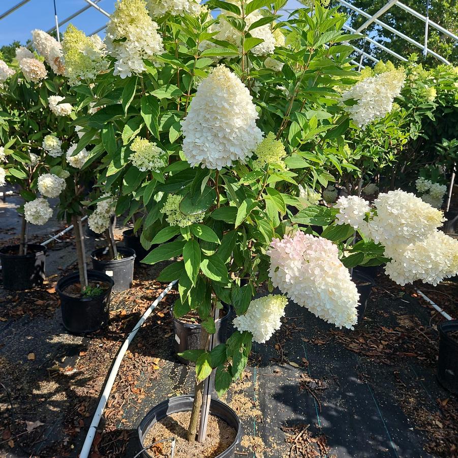 Hydrangea pan. Sweet Summer