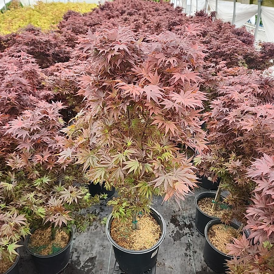 Acer palmatum 'Sango Kaku'