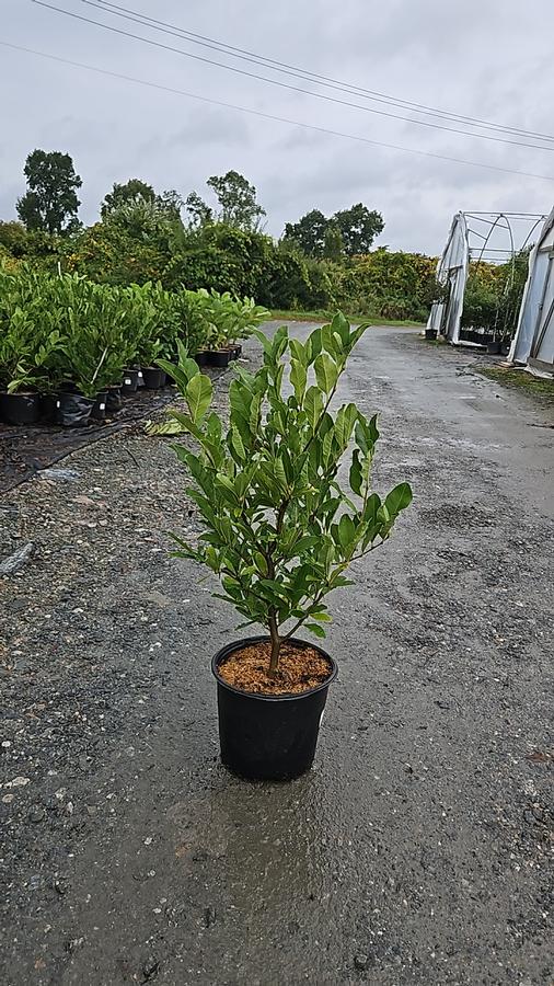 Magnolia stellata 'Royal Star'