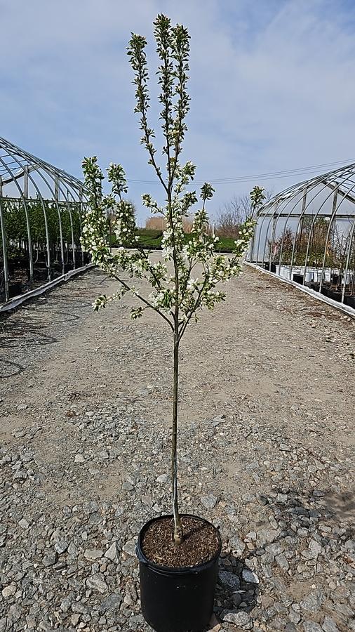 Malus 'Spring Snow'