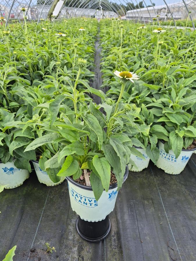 Echinacea purpurea 'Happy Star'
