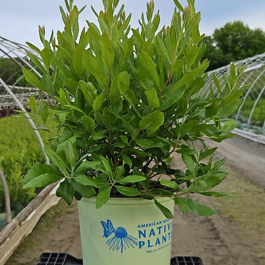 Myrica pensylvanica Bobee™