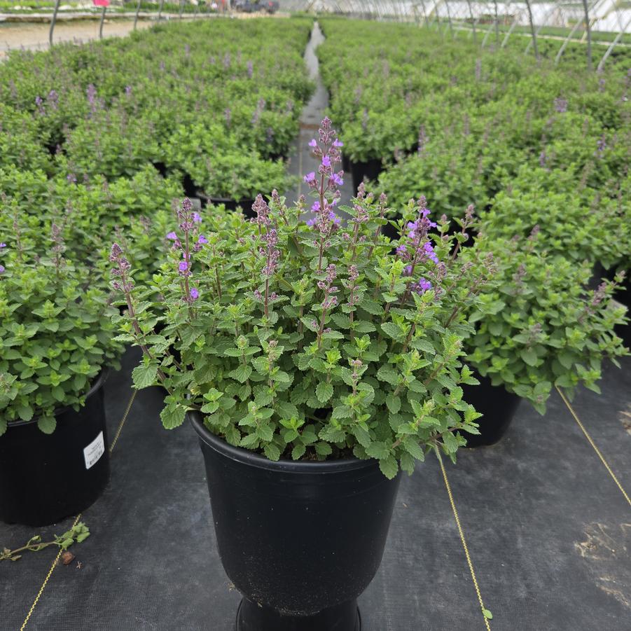 Nepeta faassenii 'Purrsian Blue'