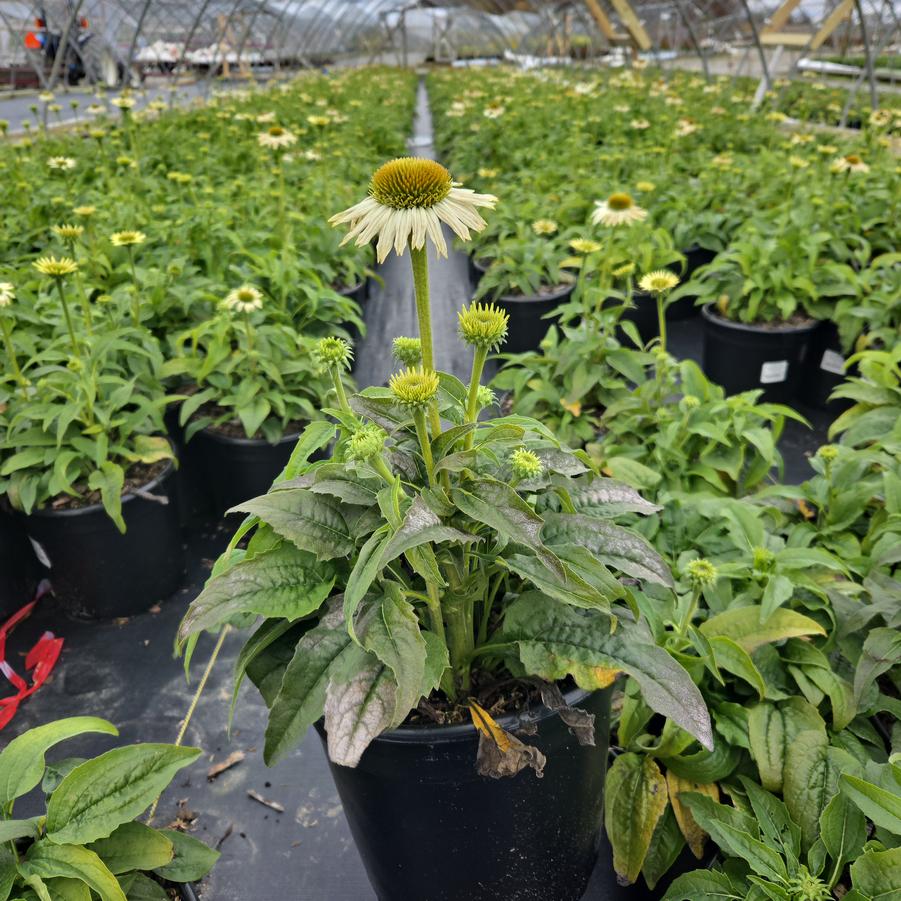 Echinacea purpurea Pow Wow® White