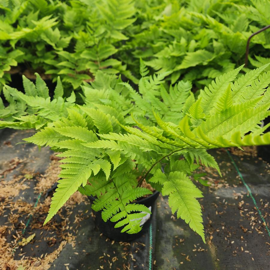 Dryopteris goldiana 