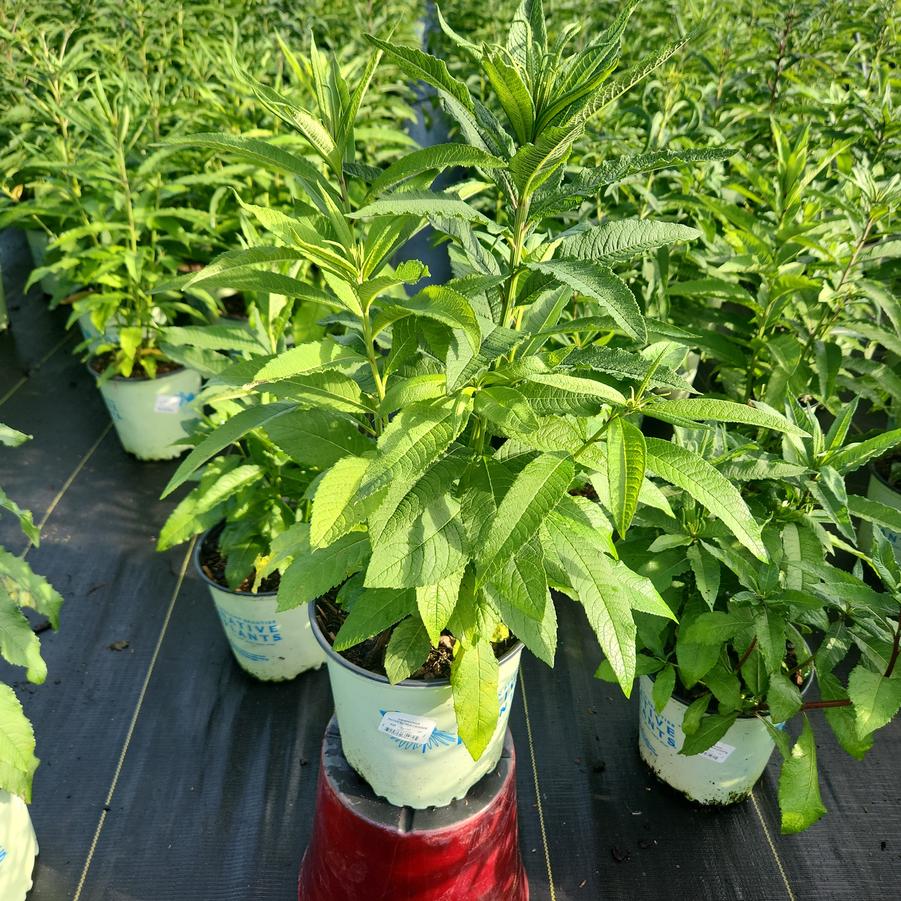 Vernonia noveboracensis 