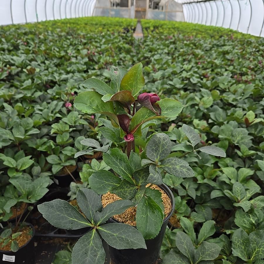 Helleborus Frostkiss® Anna's Red