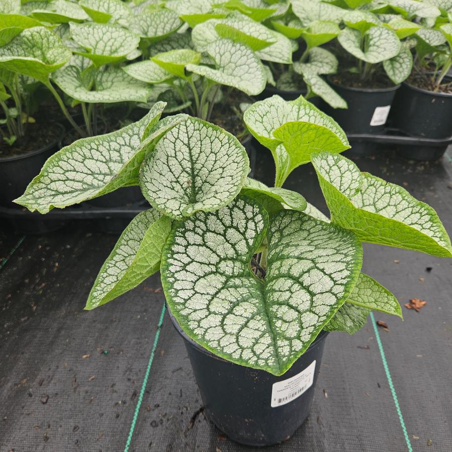 Brunnera Sea Heart