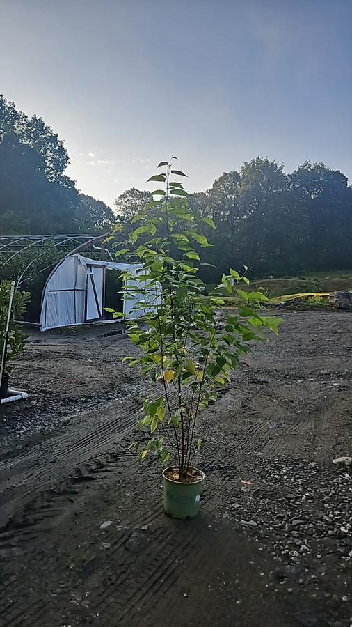 Betula lenta 
