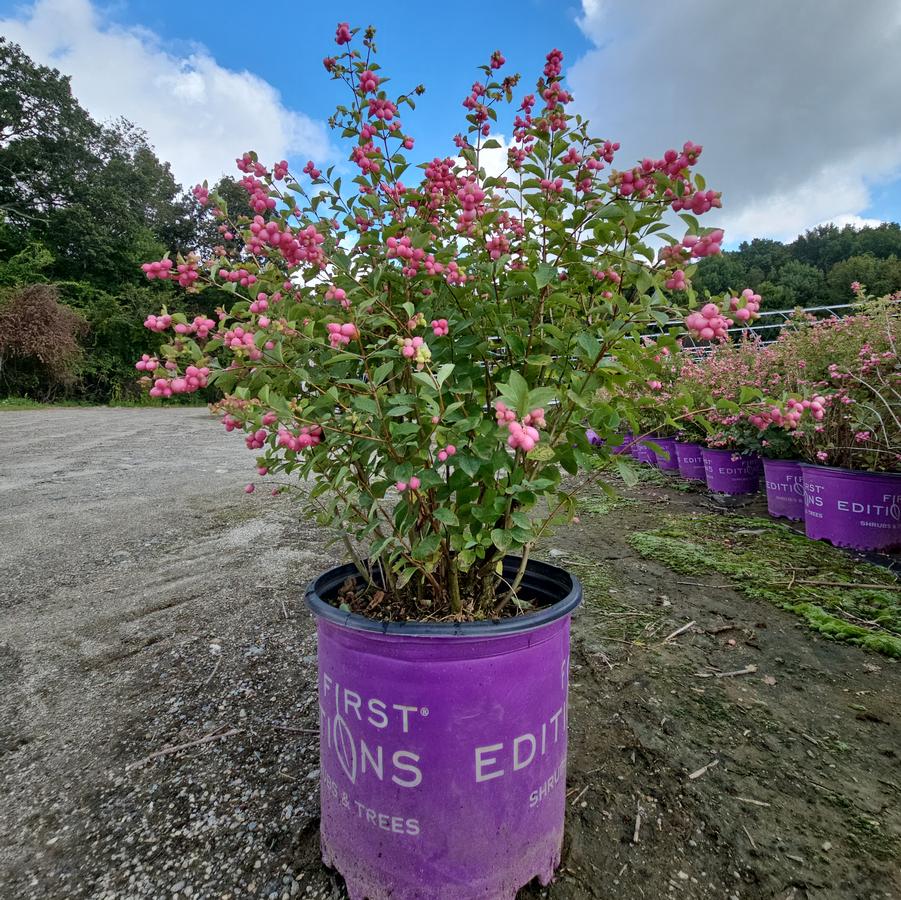 Symphoricarpos x doorenbosii Candy™
