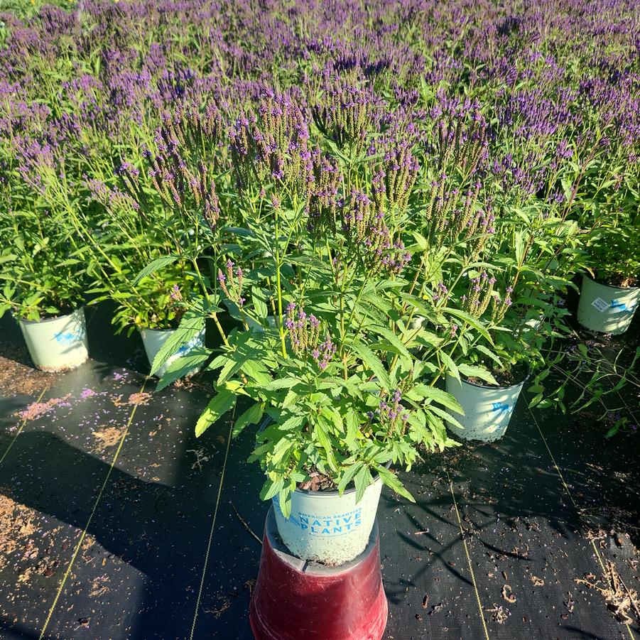 Verbena hastata 