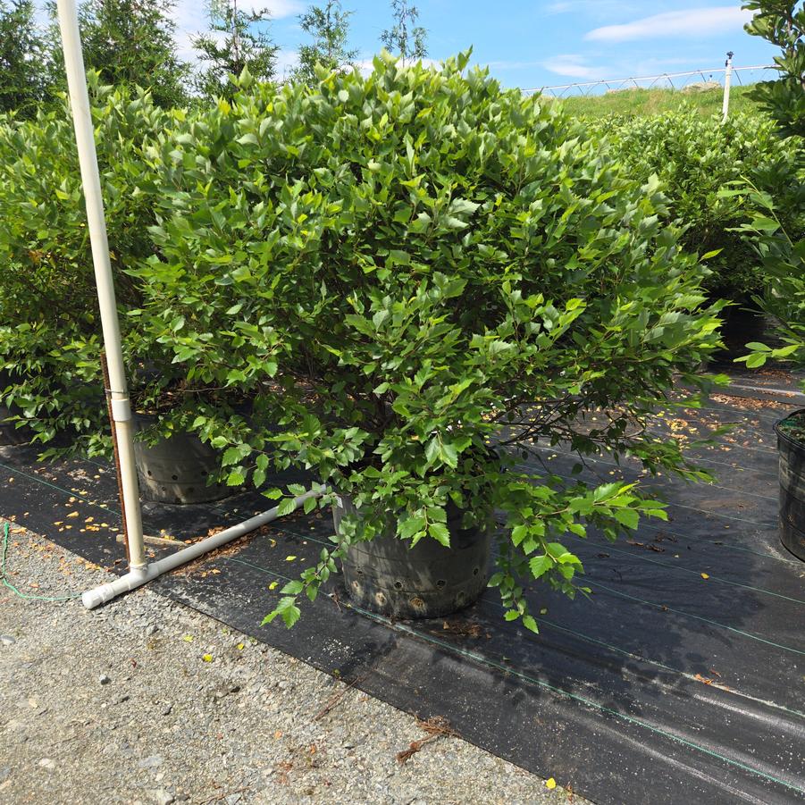 Betula nigra Fox Valley