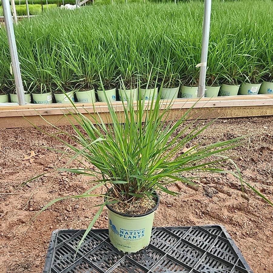 Panicum virgatum Cape Breeze