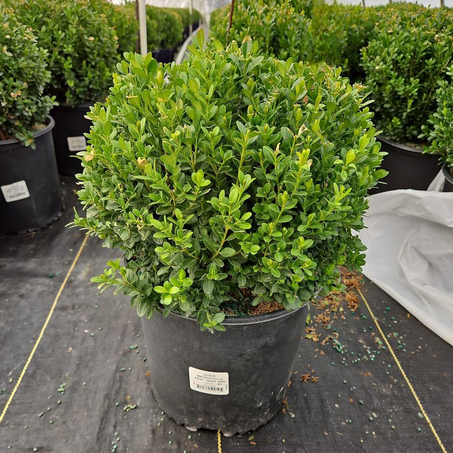 Buxus microphylla var. japonica Baby Gem™