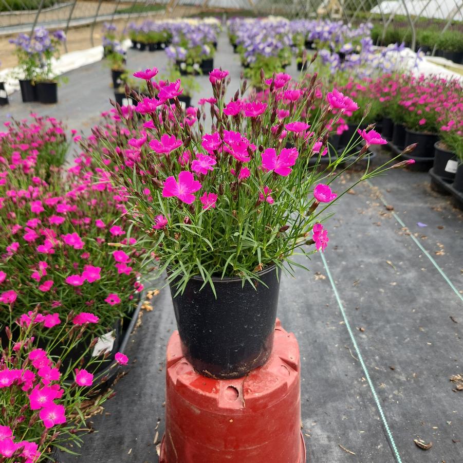 Dianthus Kahori®