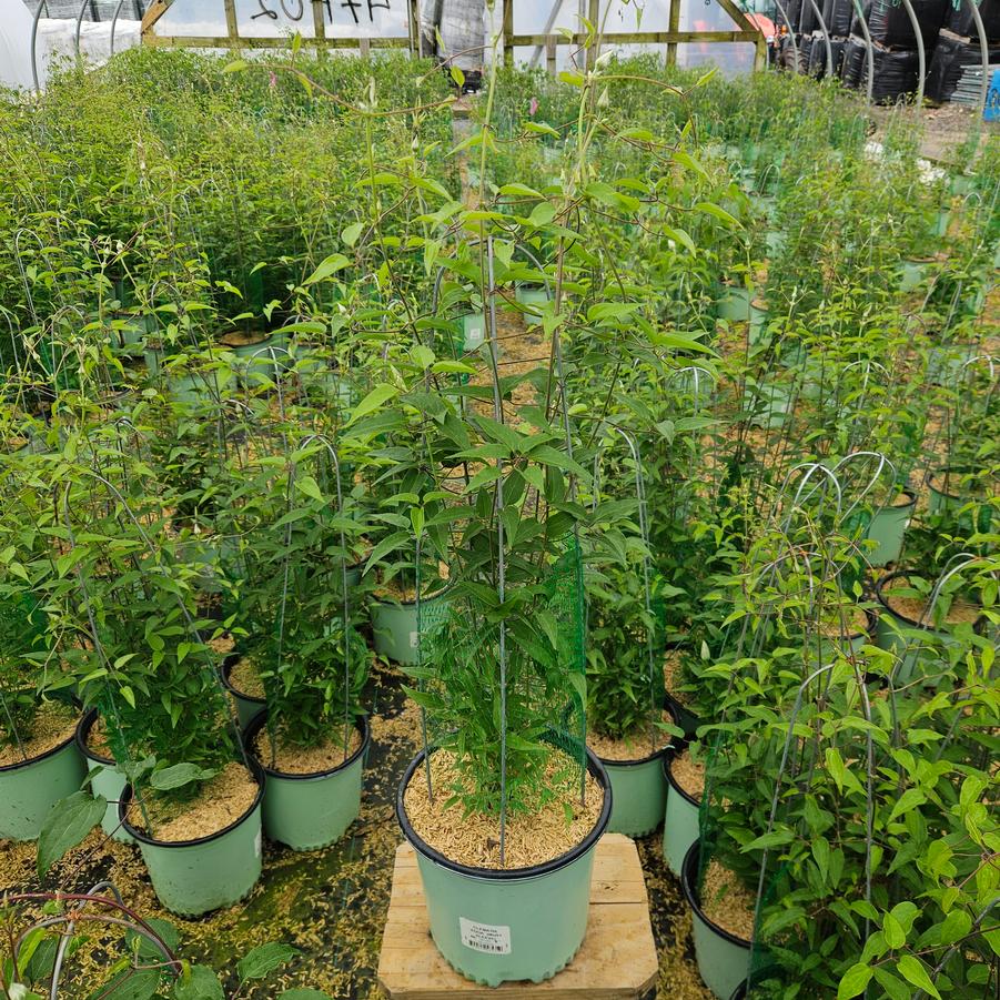 Clematis Edda™