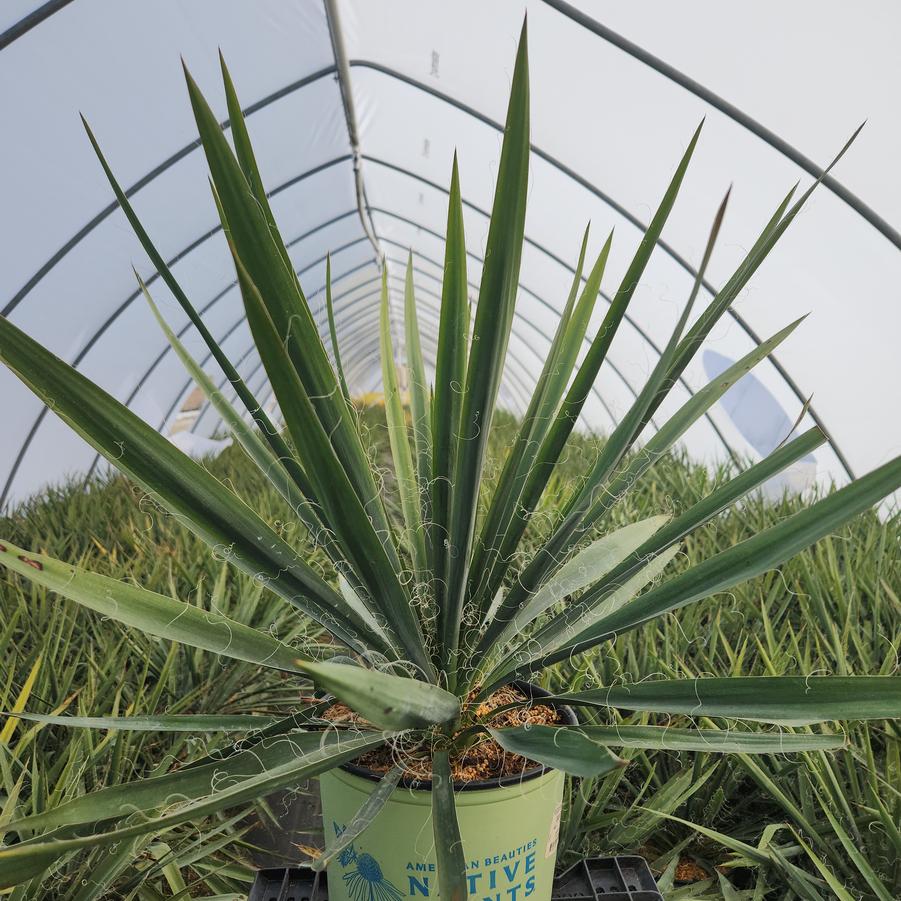 Yucca filamentosa Excalibur