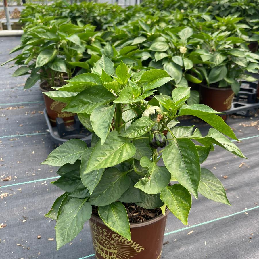 Pepper Purple Beauty