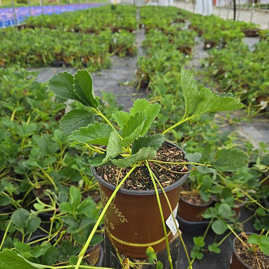 Strawberry 'White Carolina'