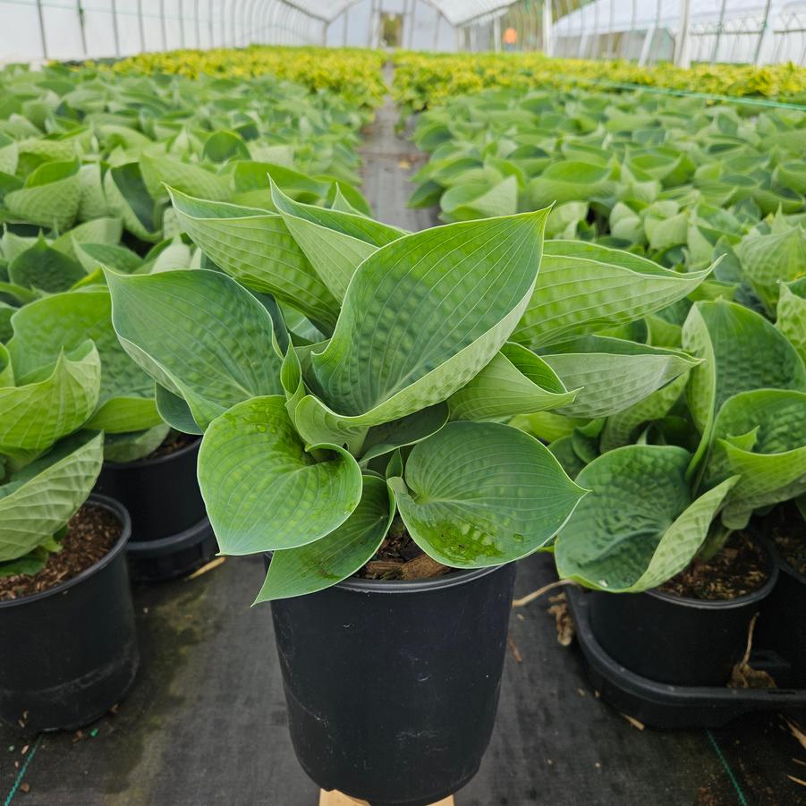 Hosta 'Abiqua Drinking Gourd'
