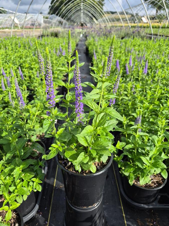 Veronica longifolia 'First Glory'