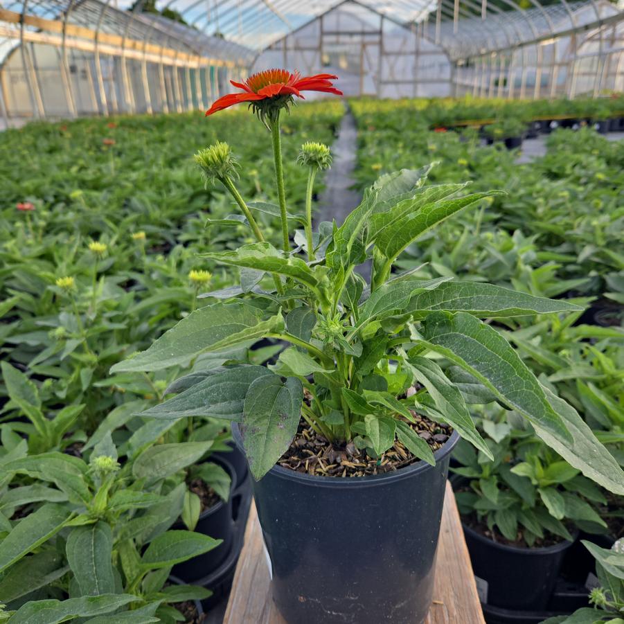 Echinacea x Sombrero® Adobe Orange