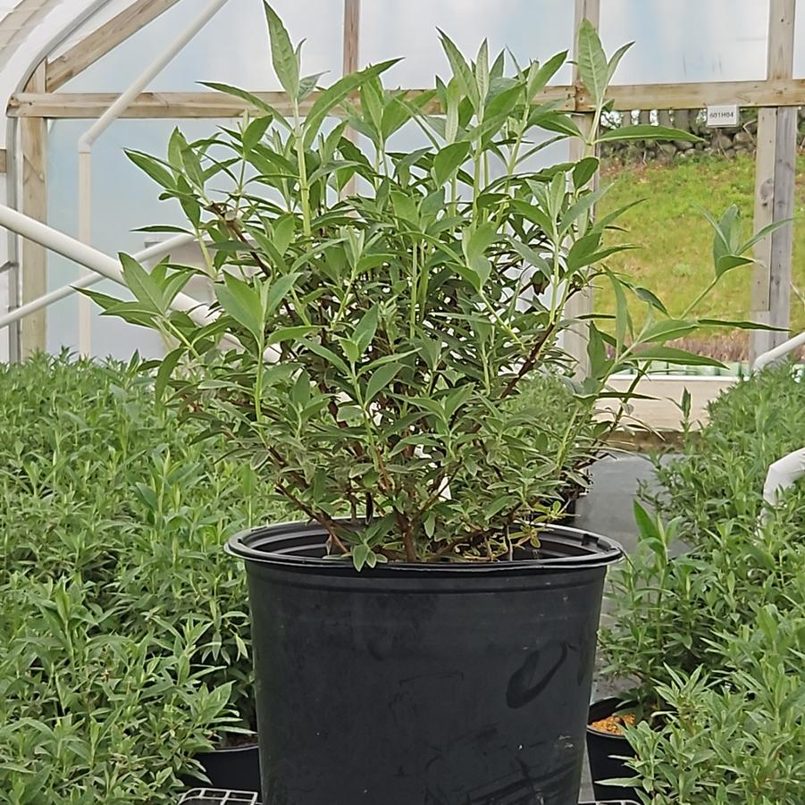 Buddleia davidii Black Knight