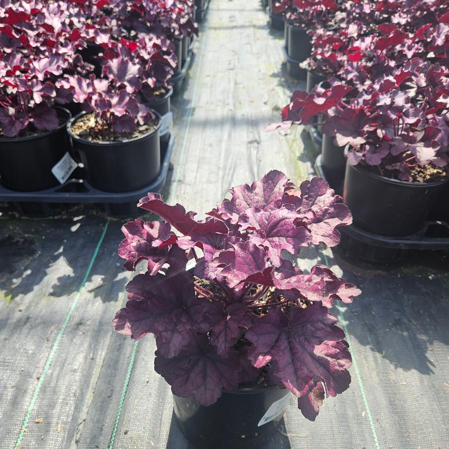 Heuchera x Forever® Purple