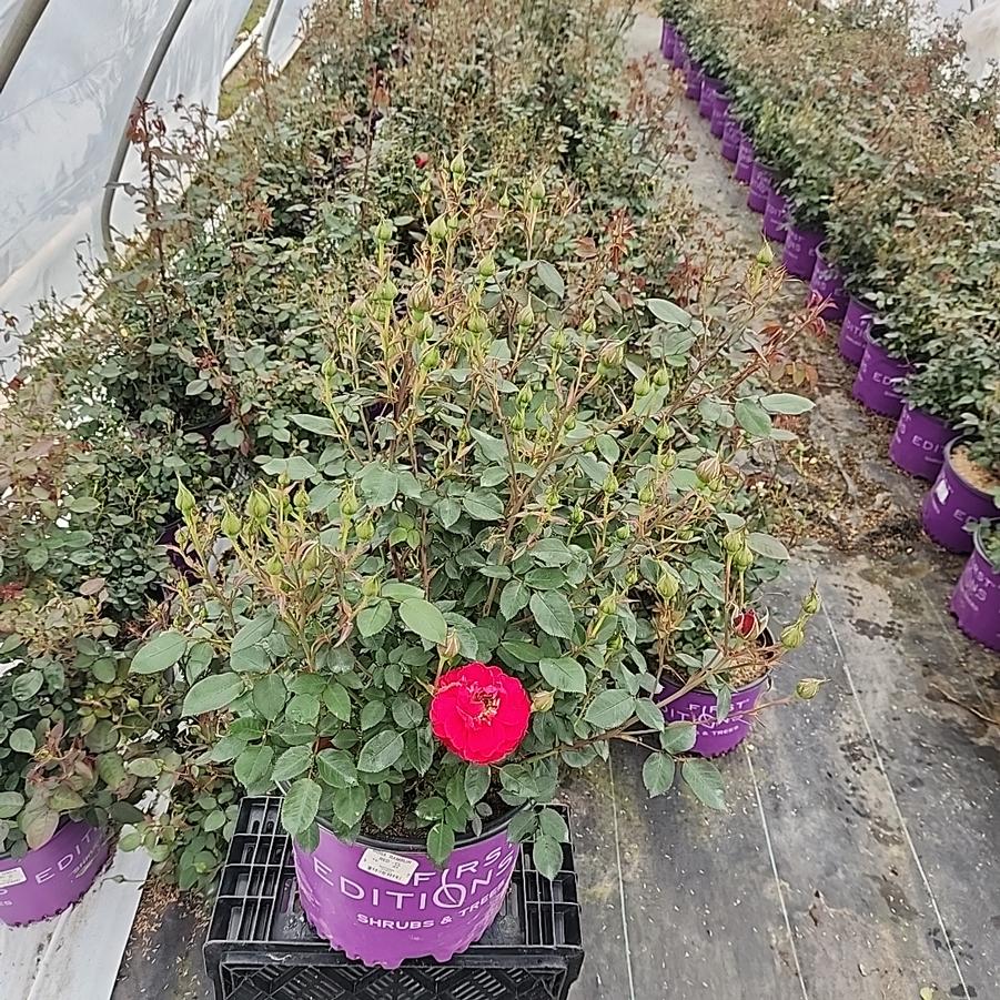 Rosa Ramblin' Red