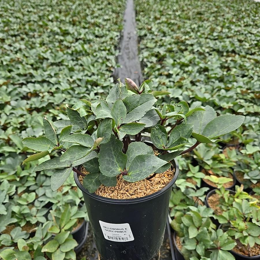 Helleborus Ivory Prince