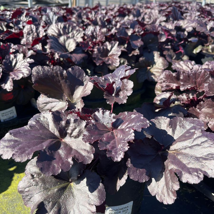 Heuchera Black Sea