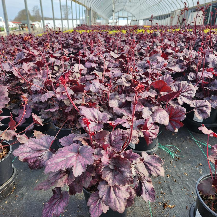 Heuchera Grape Expectations