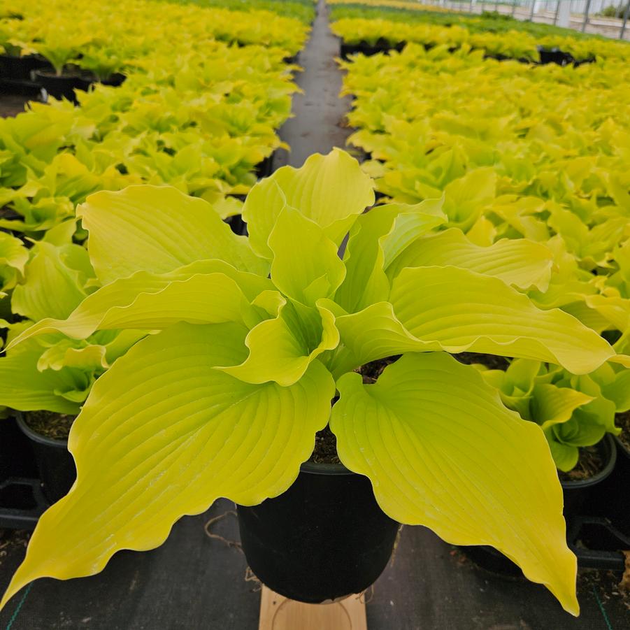 Hosta 'Dancing Queen'