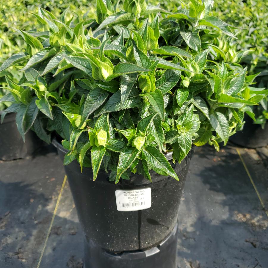 Monarda Sugar Buzz™ Bubblegum Blast