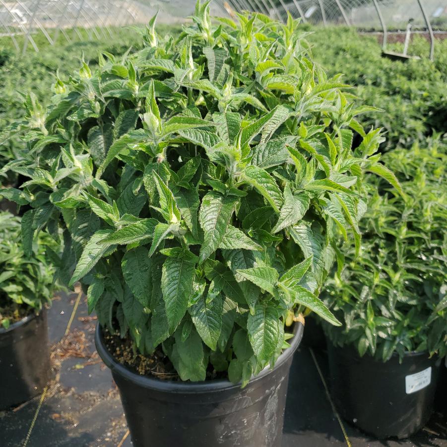 Monarda Sugar Buzz™ Grape Gumball