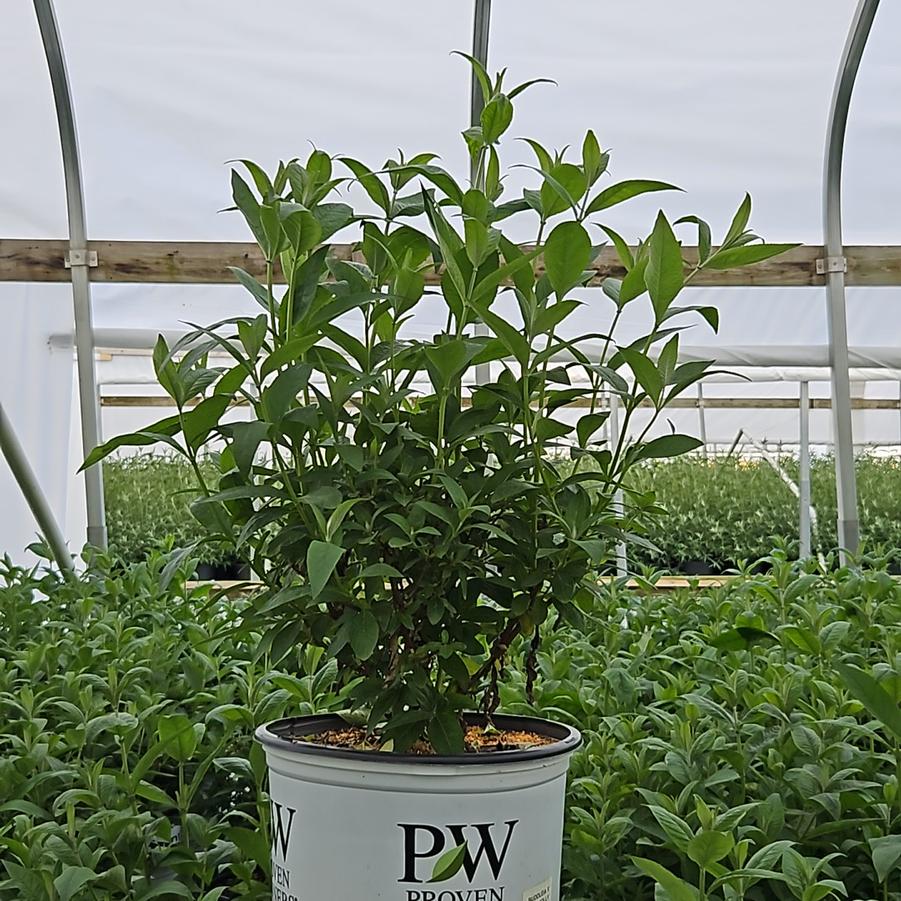 Buddleia x Miss Molly