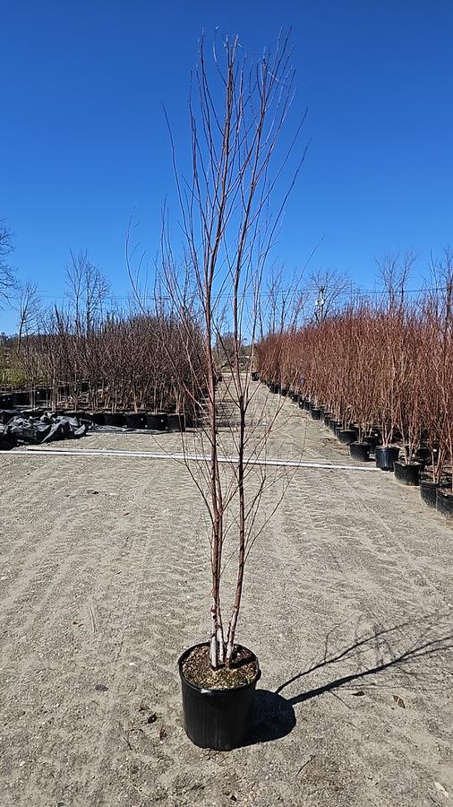 Betula nigra 'Heritage'