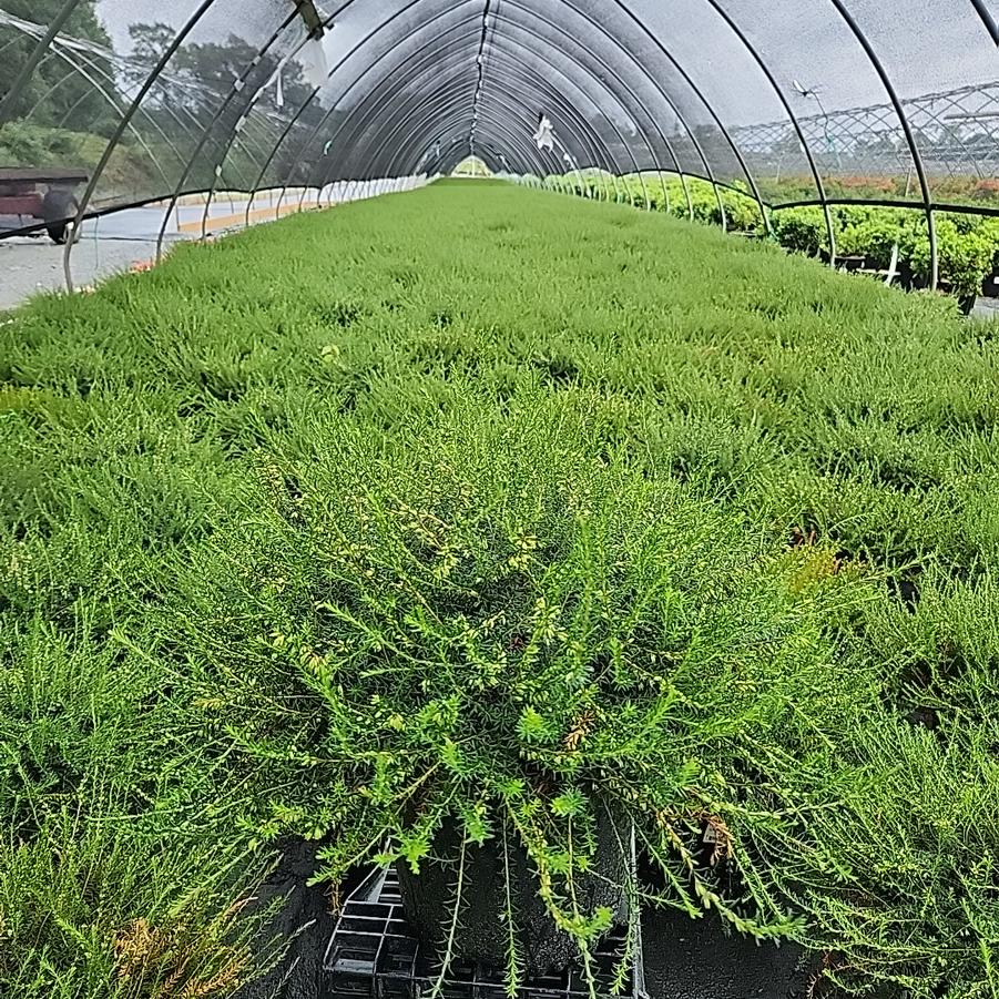 Erica carnea Pink